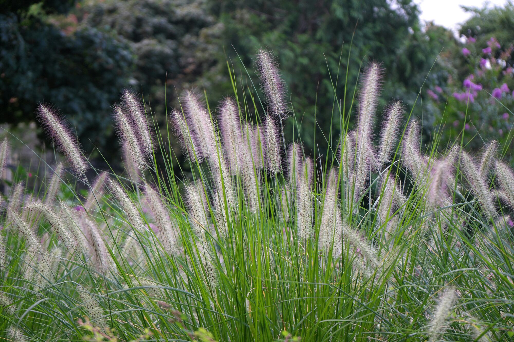Садовий хіт: що таке фонтанна трава і де її краще садити