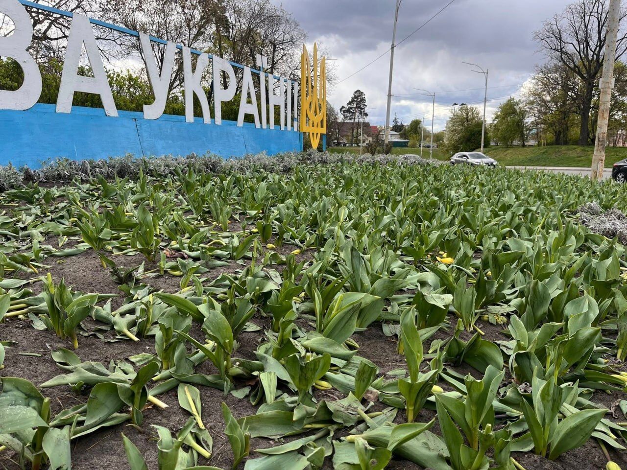 У Києві вандали зруйнували клумби тюльпанів на кількох локаціях. Фото та відео