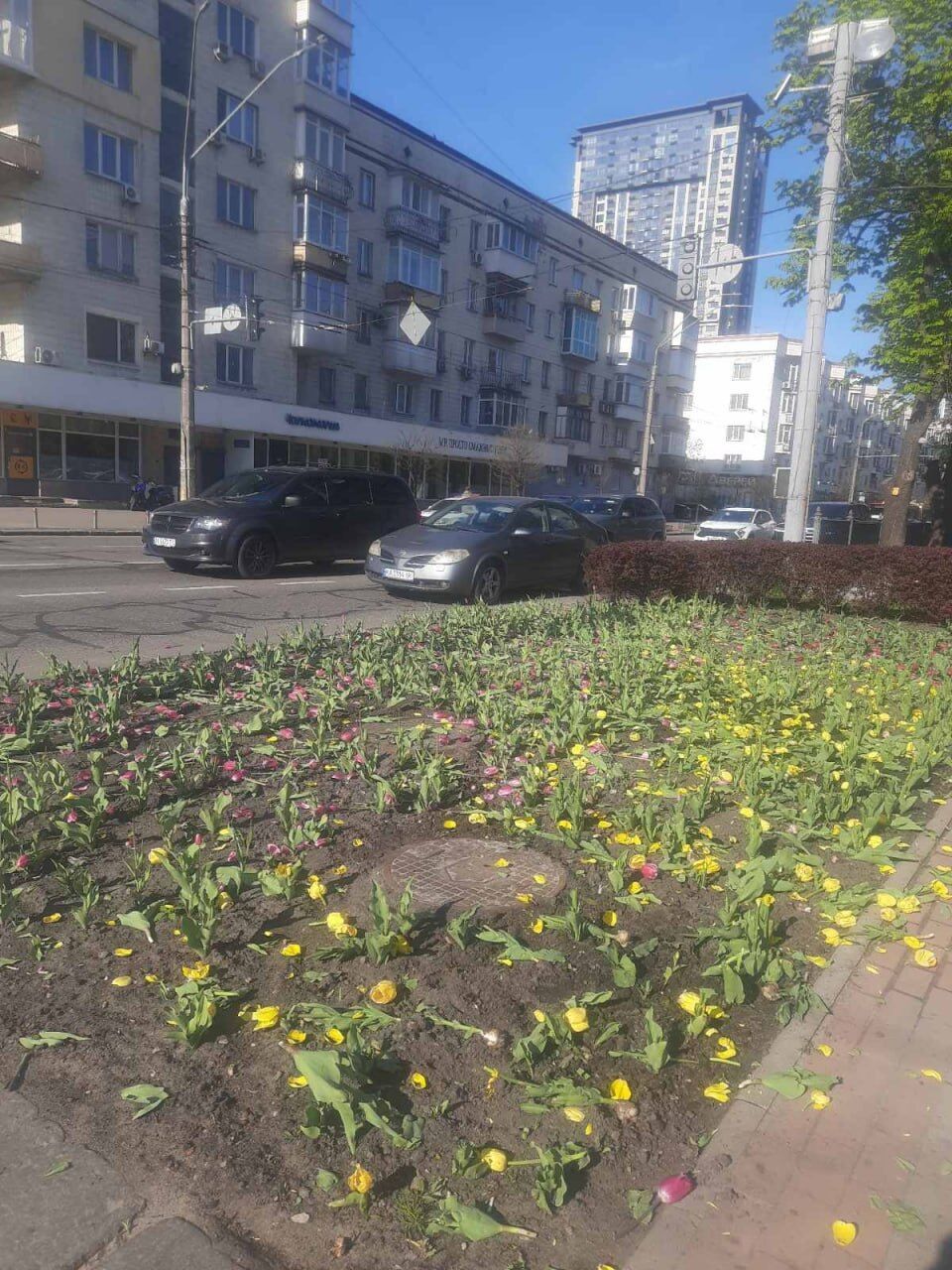 У Києві вандали зруйнували клумби тюльпанів на кількох локаціях. Фото та відео