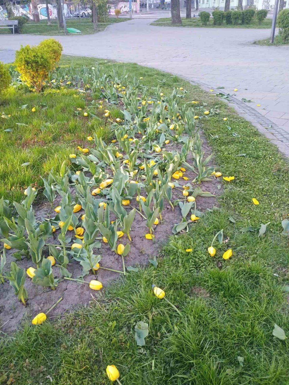 У Києві вандали зруйнували клумби тюльпанів на кількох локаціях. Фото та відео