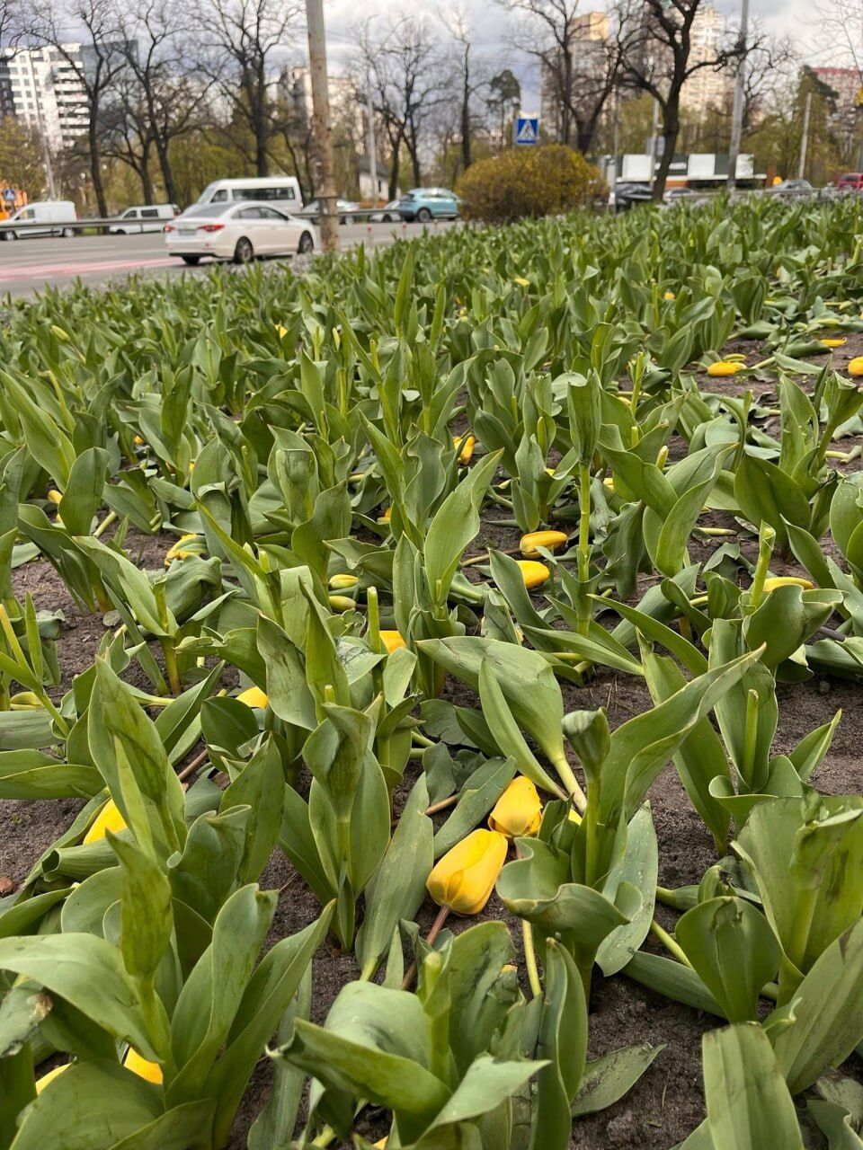 У Києві вандали зруйнували клумби тюльпанів на кількох локаціях. Фото та відео