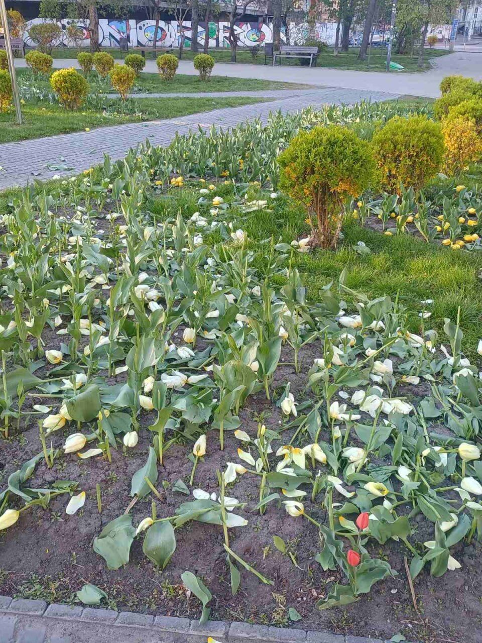 У Києві вандали зруйнували клумби тюльпанів на кількох локаціях. Фото та відео