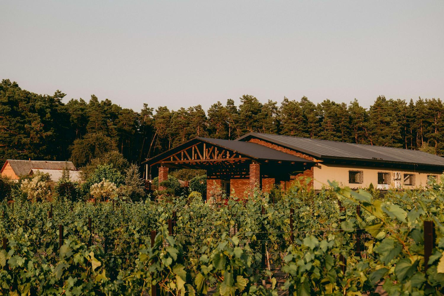 Українське вино взяло золото на міжнародному конкурсі у Франції