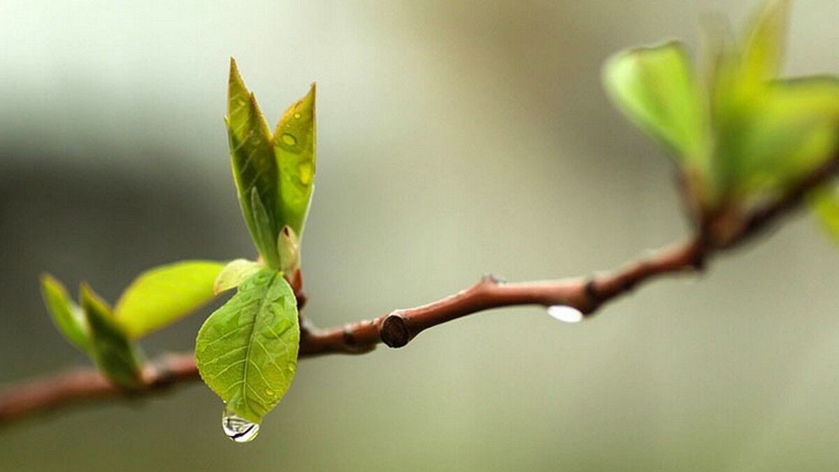 Украину накроет туманом, местами будет дождливо: синоптики дали прогноз погоды на пятницу. Карта