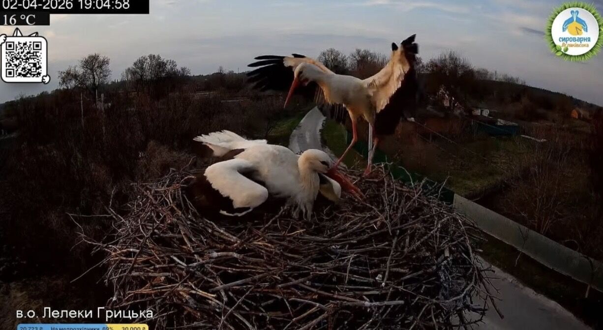 Вже не Одарка й Грицик: у селі на Полтавщині утворилася нова лелеча пара. Фото