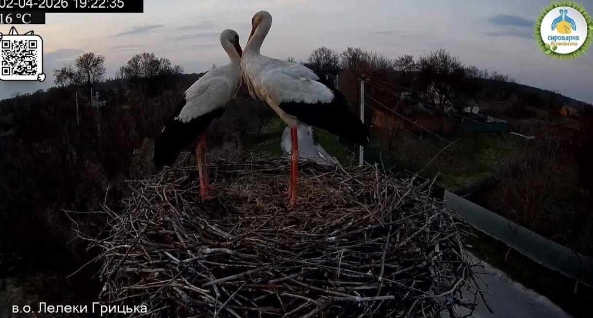 Вже не Одарка й Грицик: у селі на Полтавщині утворилася нова лелеча пара. Фото