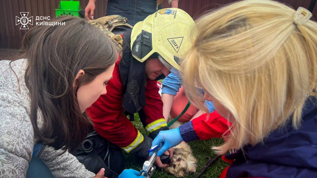 Россия уничтожила ветклинику под Киевом, погибли животные. Все подробности, фото и видео