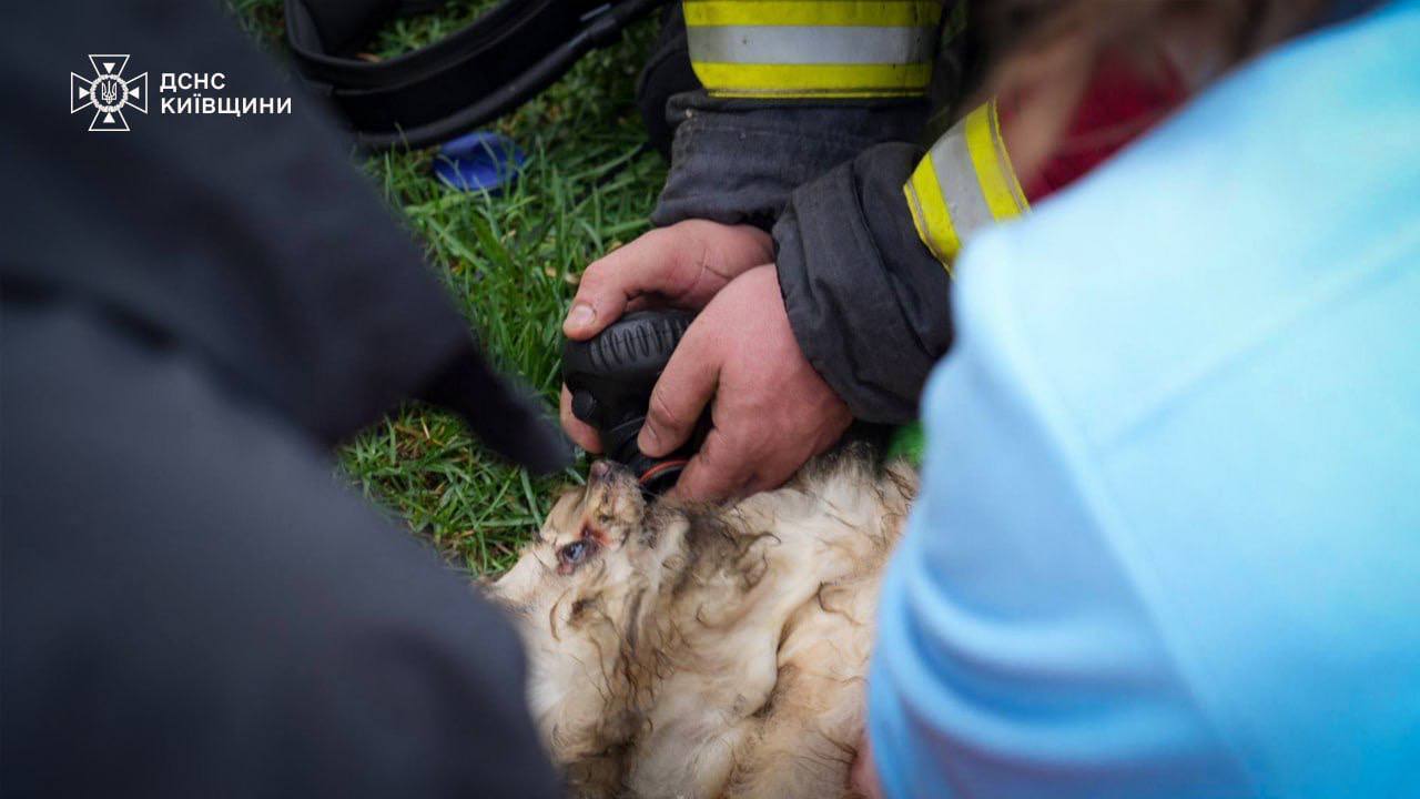 Россия уничтожила ветклинику под Киевом, погибли животные. Все подробности, фото и видео