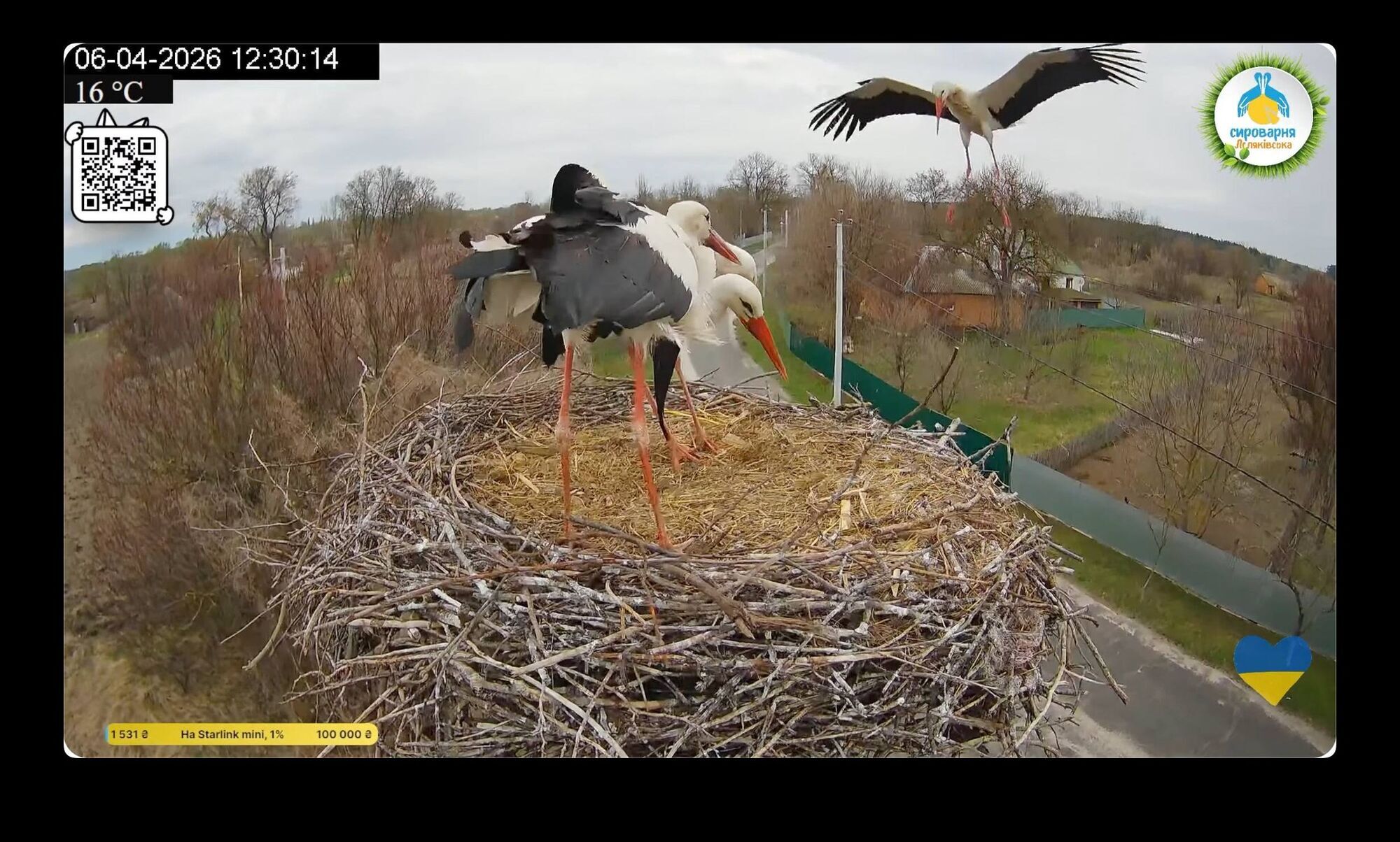Звездная пара аистов снова вместе: в известное гнездо вернулся Грицько и выгнал Леля от Одарки