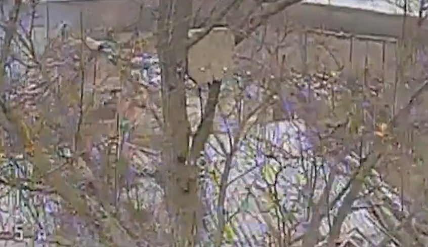 Оккупанты устанавливают антенны на деревьях для связи и координации: в ВСУ показали, как уничтожают технику врага. Видео