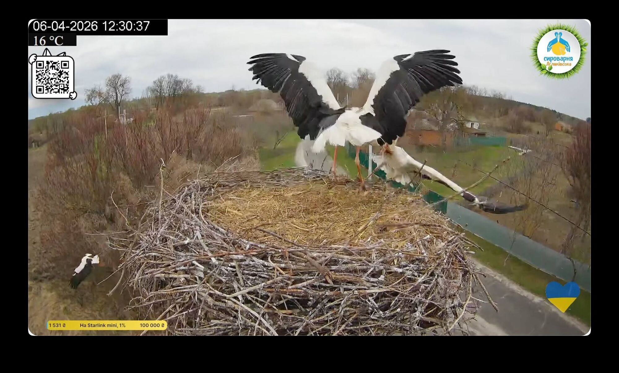 Звездная пара аистов снова вместе: в известное гнездо вернулся Грицько и выгнал Леля от Одарки