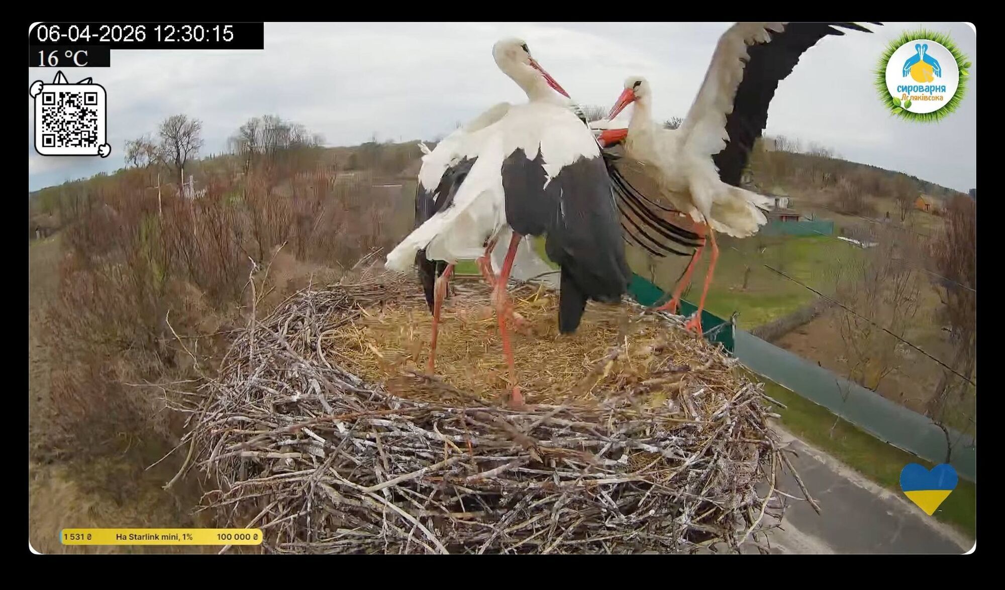 Звездная пара аистов снова вместе: в известное гнездо вернулся Грицько и выгнал Леля от Одарки
