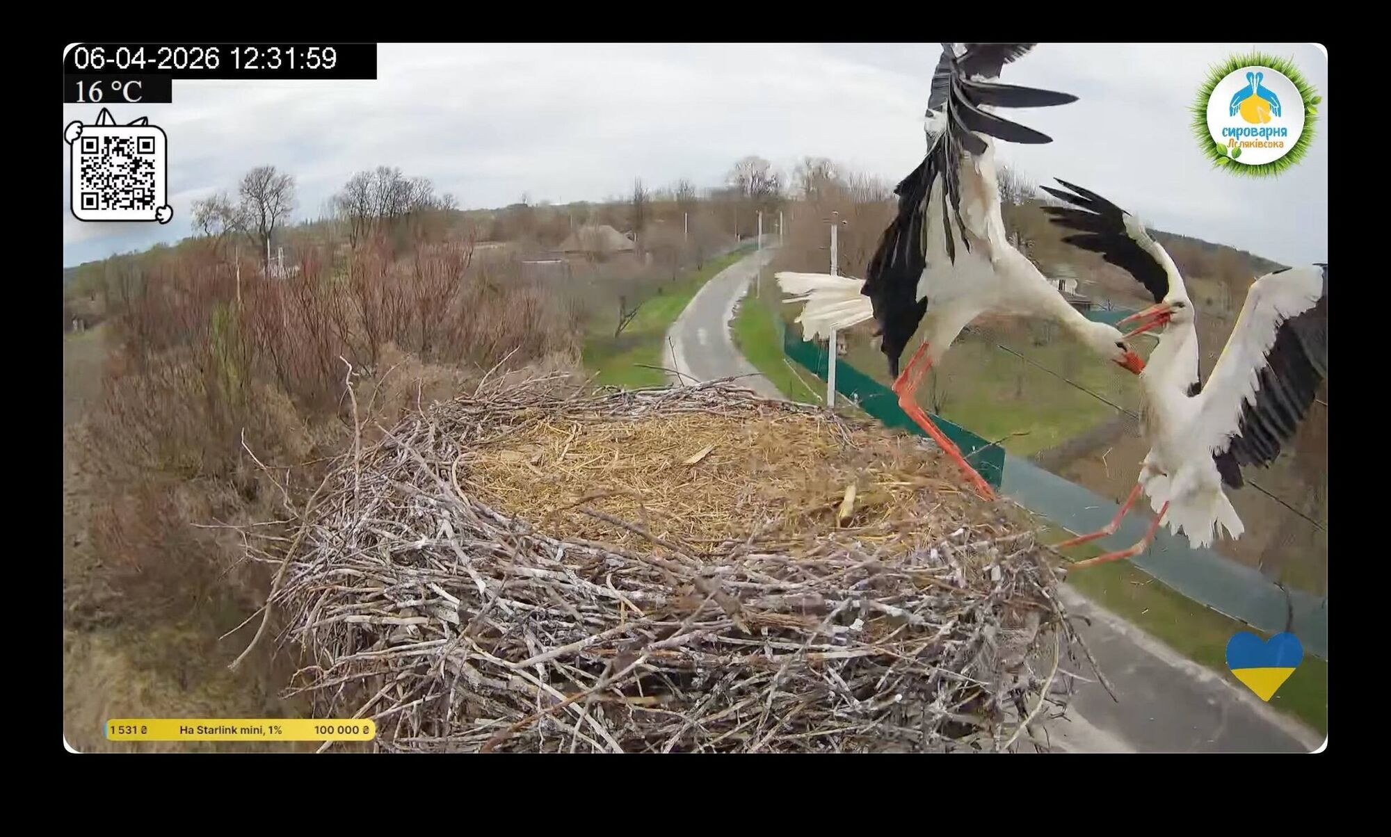 Звездная пара аистов снова вместе: в известное гнездо вернулся Грицько и выгнал Леля от Одарки