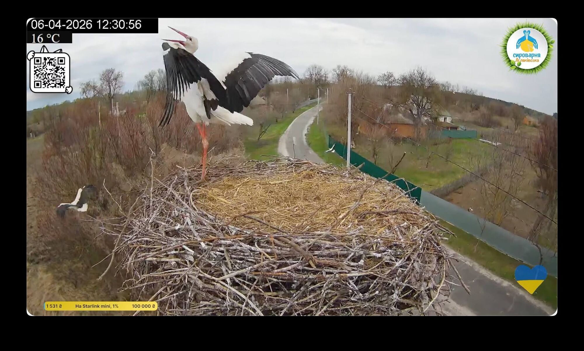 Звездная пара аистов снова вместе: в известное гнездо вернулся Грицько и выгнал Леля от Одарки