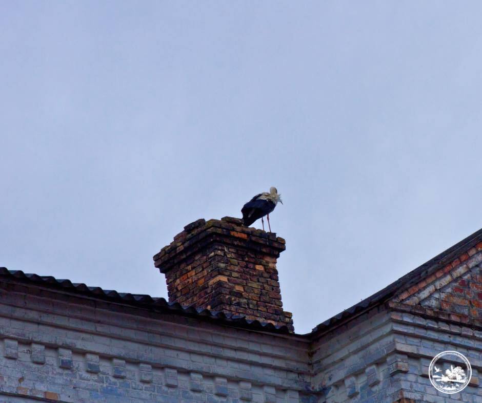 "Справжня сенсація": до Чорнобиля вперше за 20 років повернулись білі лелеки. Фото