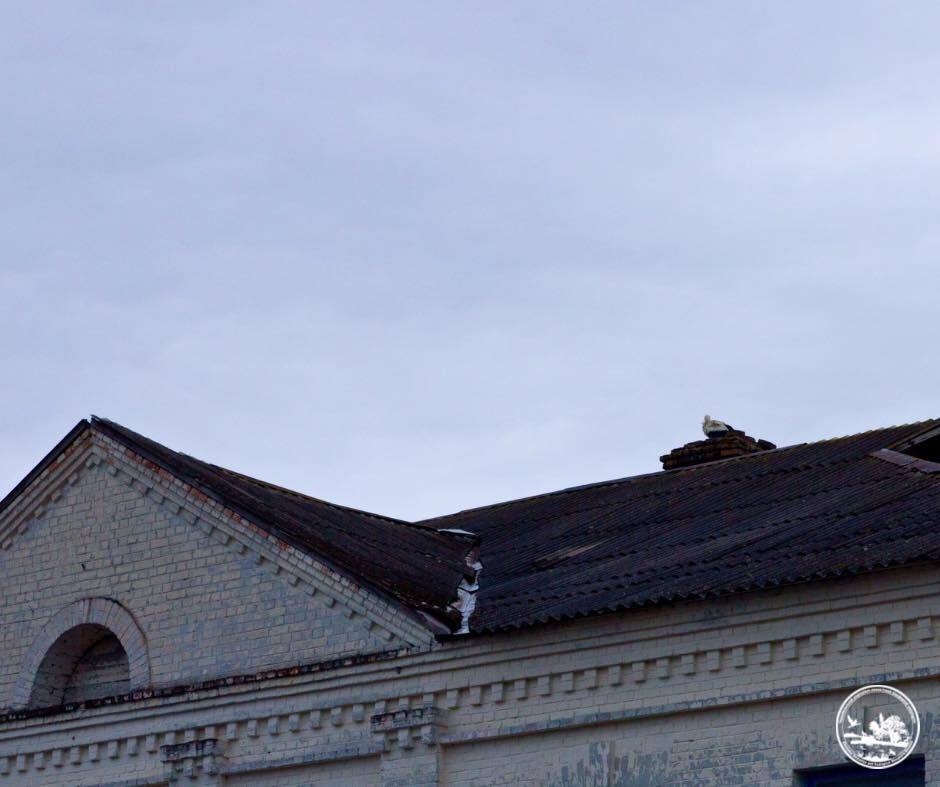 "Справжня сенсація": до Чорнобиля вперше за 20 років повернулись білі лелеки. Фото