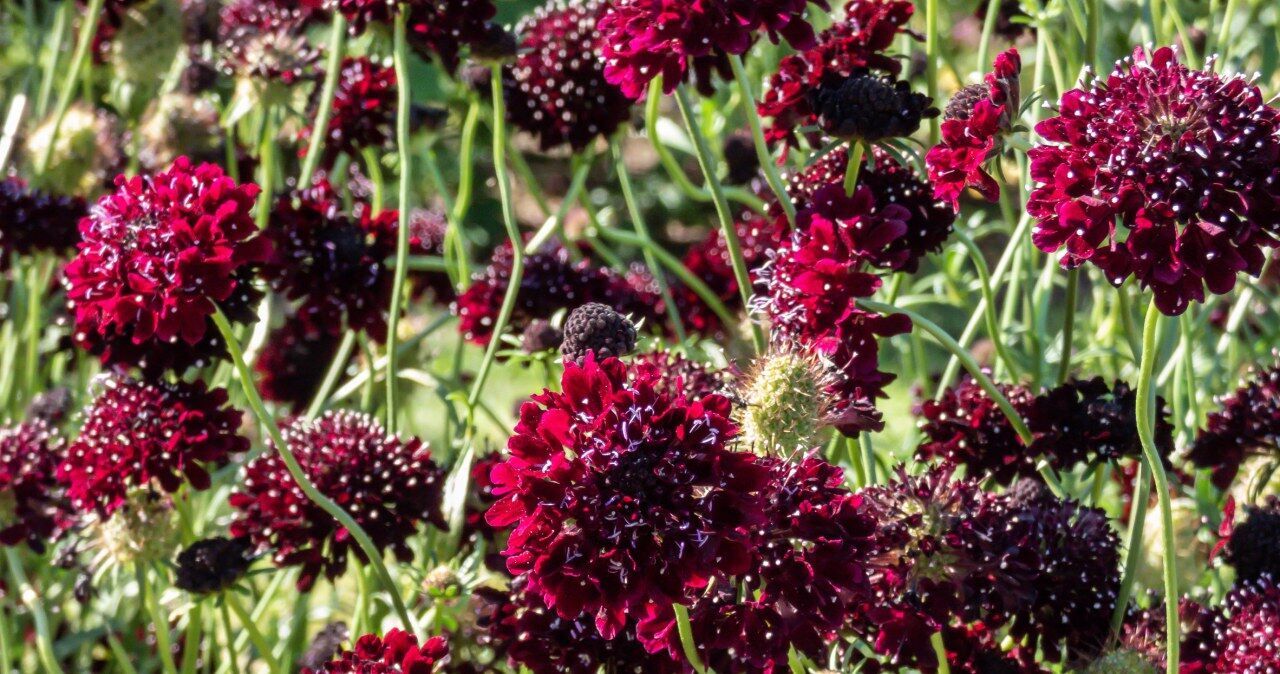 Будет цвести все лето: дачникам посоветовали идеальное растение для сада