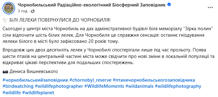 "Справжня сенсація": до Чорнобиля вперше за 20 років повернулись білі лелеки. Фото
