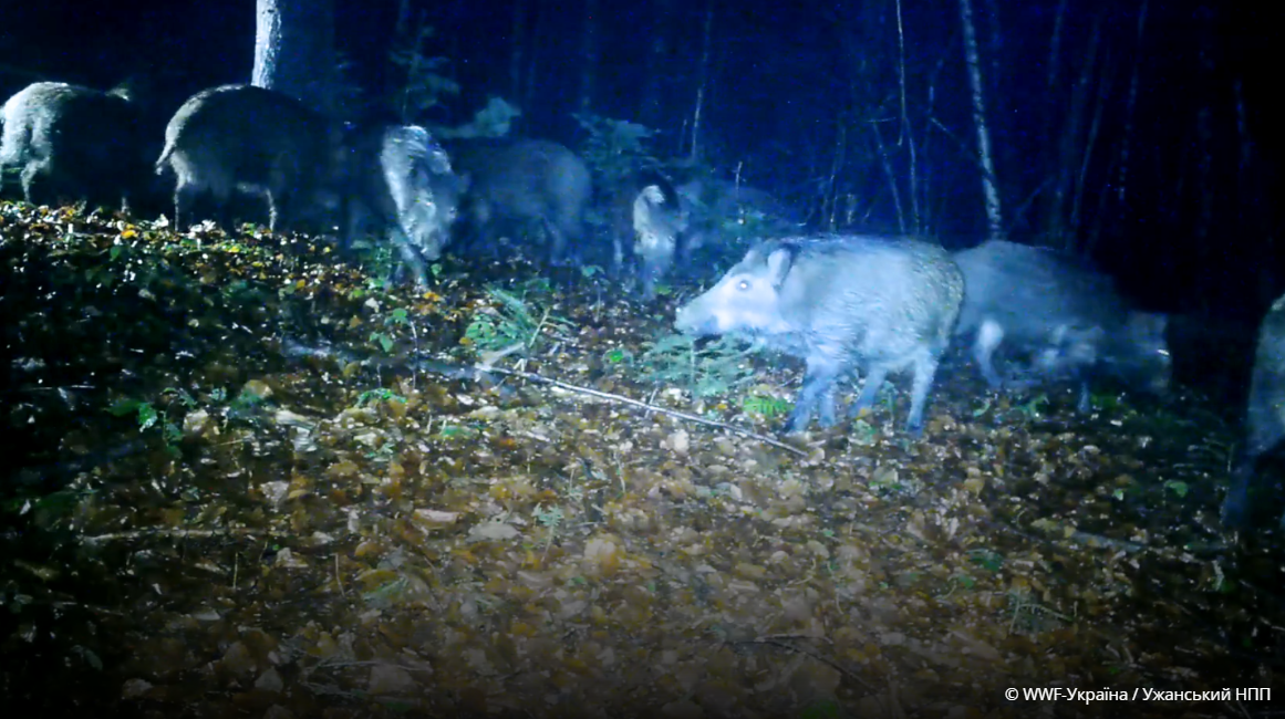 Принимают ванны и делают "массаж": дикие кабаны в Карпатах устроили "СПА" в лесу. Фото и видео