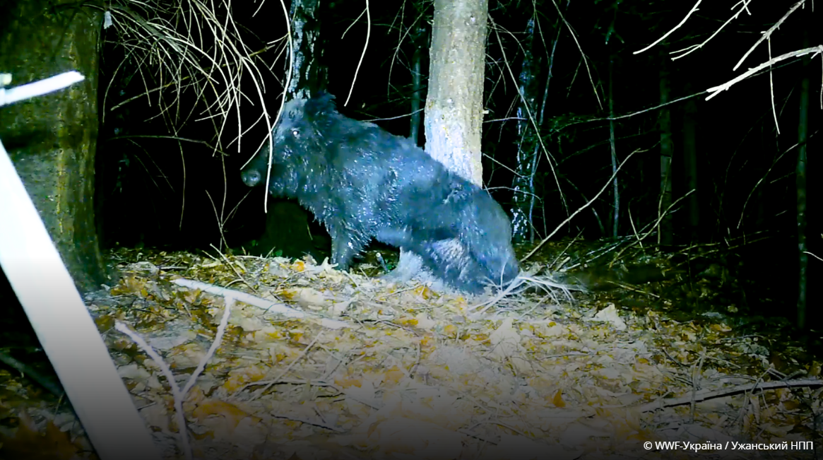 Принимают ванны и делают "массаж": дикие кабаны в Карпатах устроили "СПА" в лесу. Фото и видео