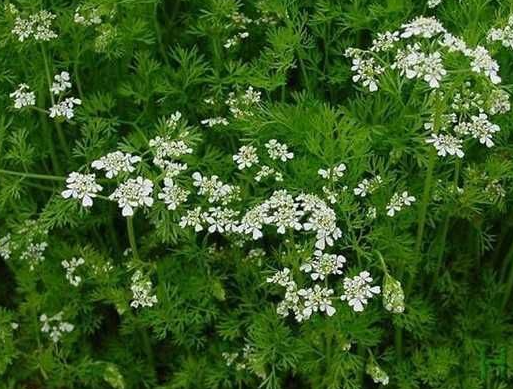 Одна рослина врятує вашу картоплю від колорадського жука: що посадити поруч