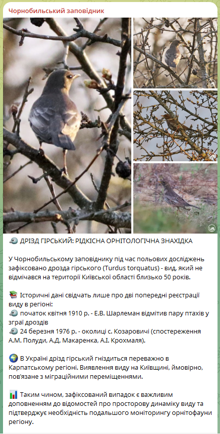 У Чорнобильській зоні вперше за 50 років помітили птаха з Карпатського регіону. Фото