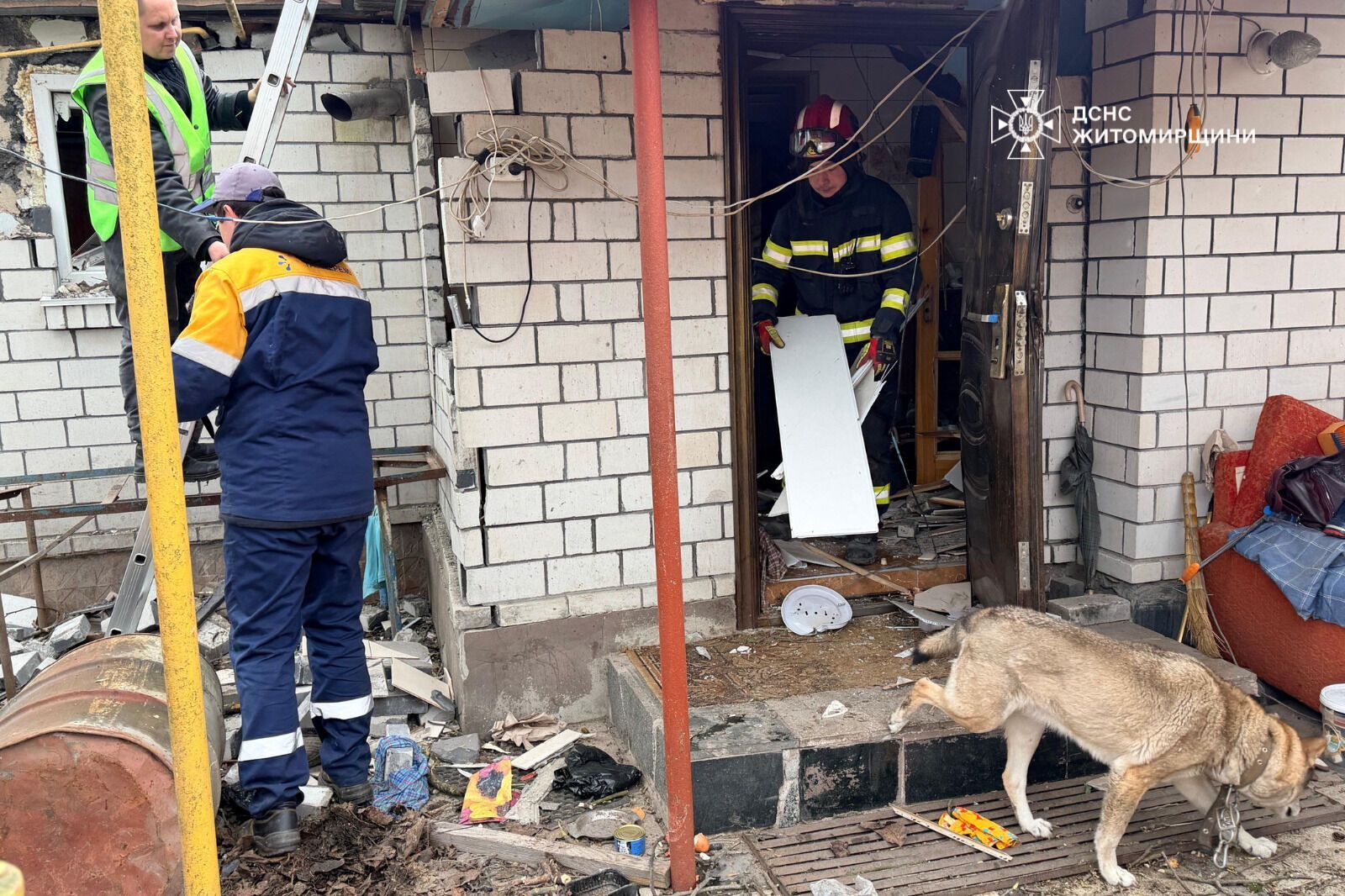 "Серце розривається": мережу вразили кадри з собакою, який плакав на руїнах знищеного Росією будинку. Фото і відео