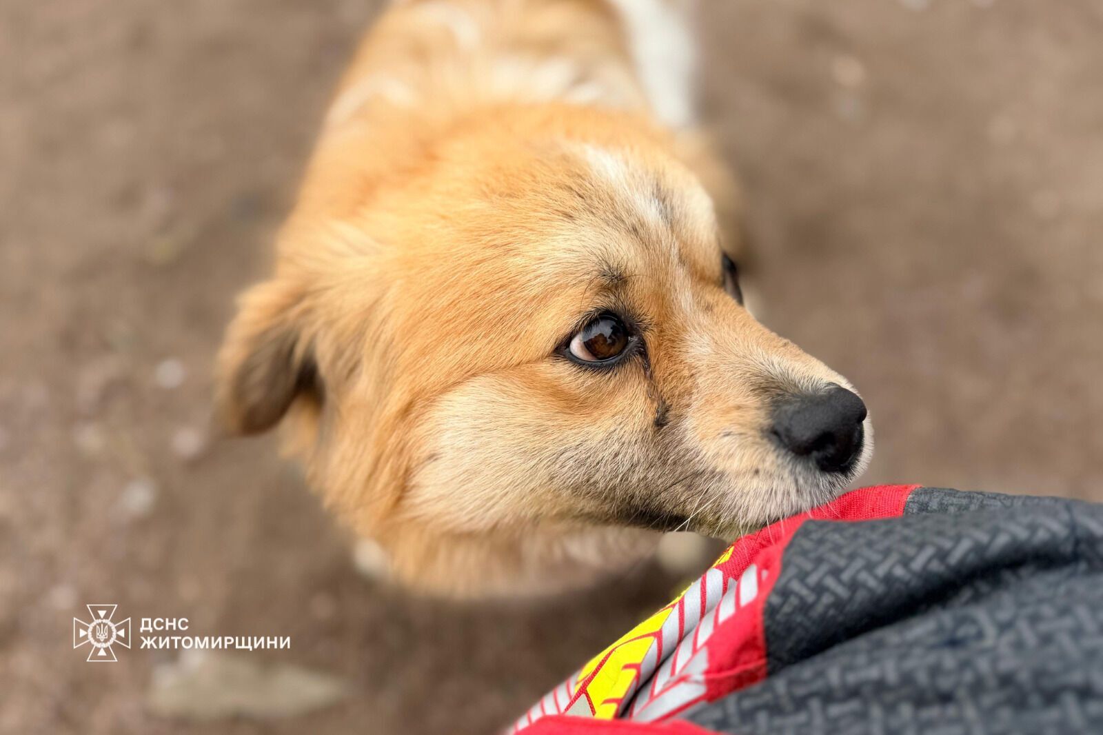 "Серце розривається": мережу вразили кадри з собакою, який плакав на руїнах знищеного Росією будинку. Фото і відео