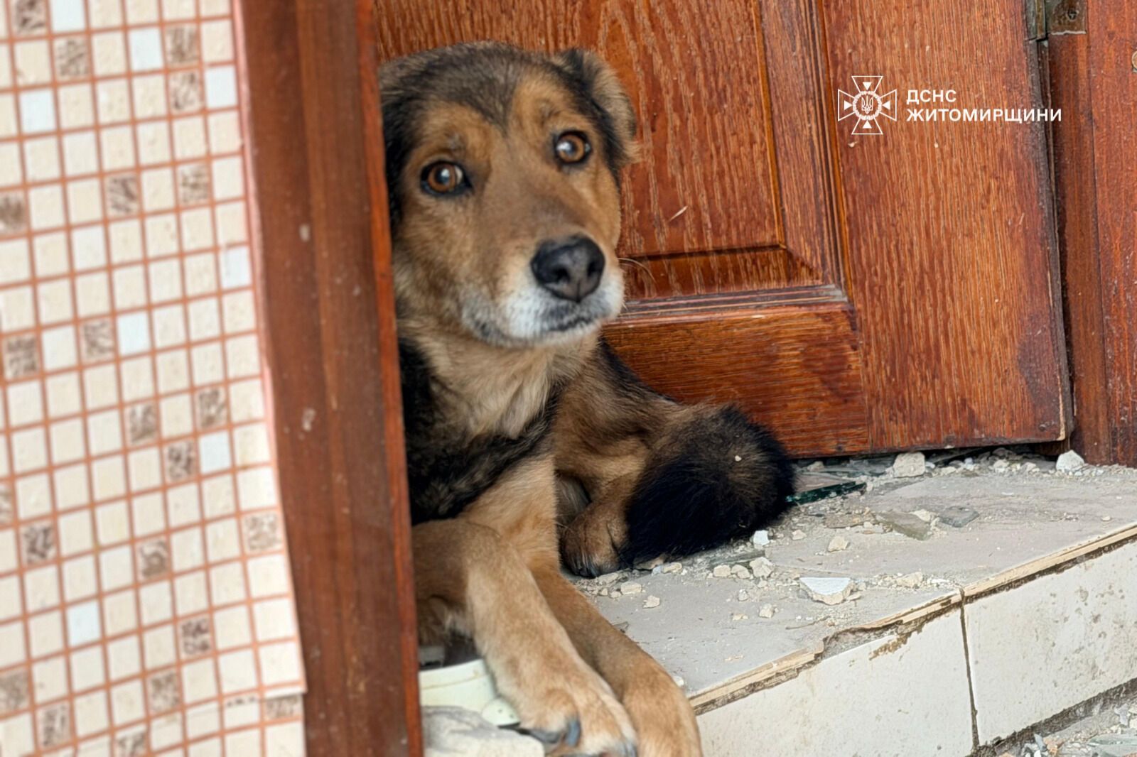 "Серце розривається": мережу вразили кадри з собакою, який плакав на руїнах знищеного Росією будинку. Фото і відео