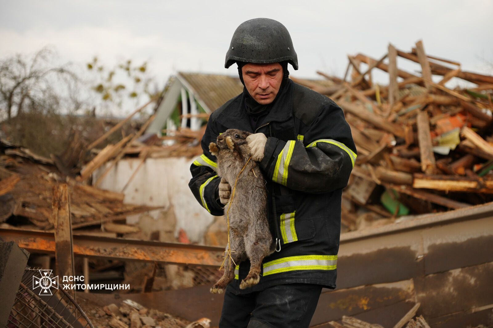 "Серце розривається": мережу вразили кадри з собакою, який плакав на руїнах знищеного Росією будинку. Фото і відео