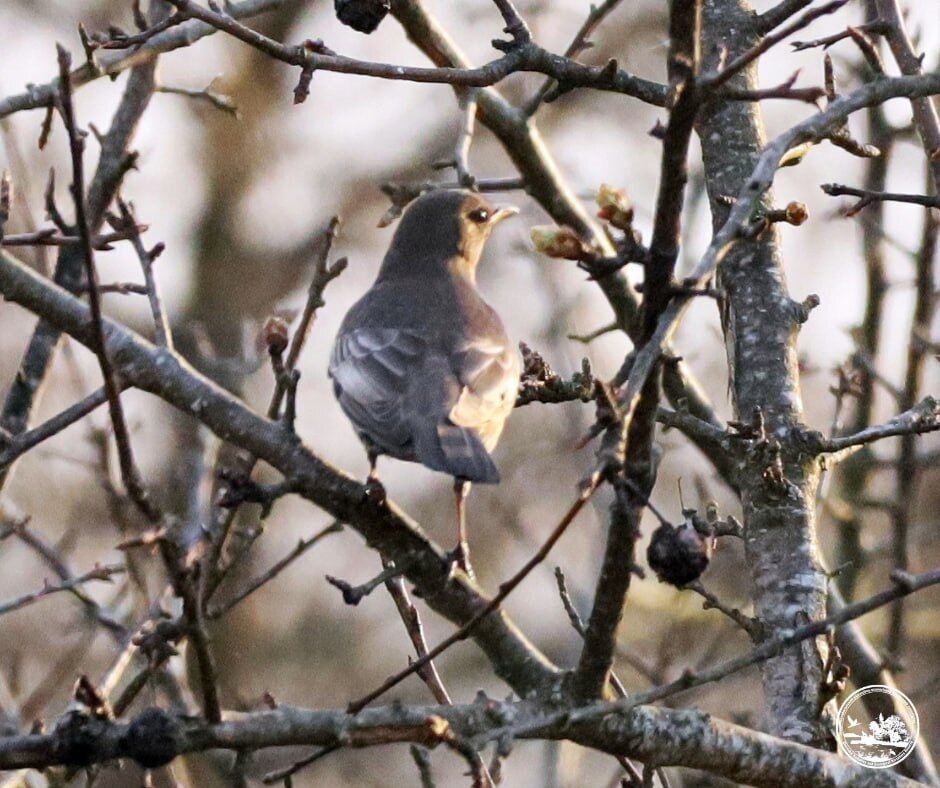 У Чорнобильській зоні вперше за 50 років помітили птаха з Карпатського регіону. Фото