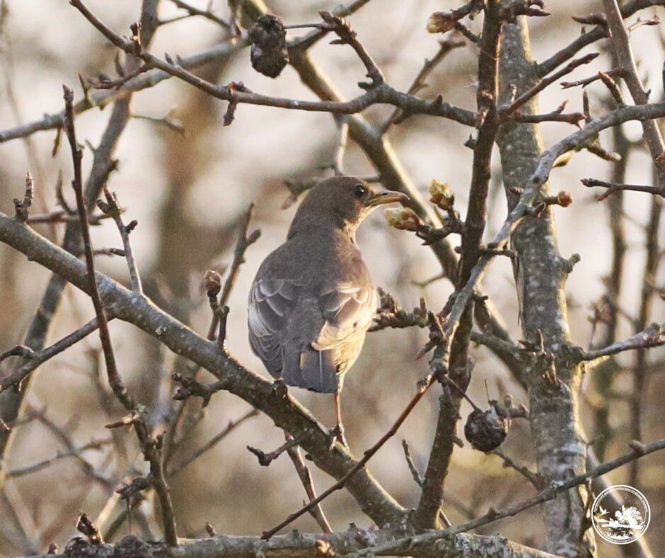 У Чорнобильській зоні вперше за 50 років помітили птаха з Карпатського регіону. Фото