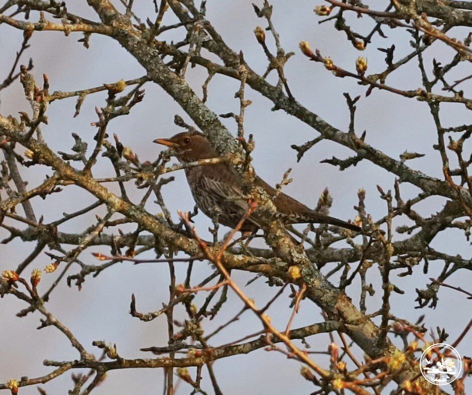 У Чорнобильській зоні вперше за 50 років помітили птаха з Карпатського регіону. Фото