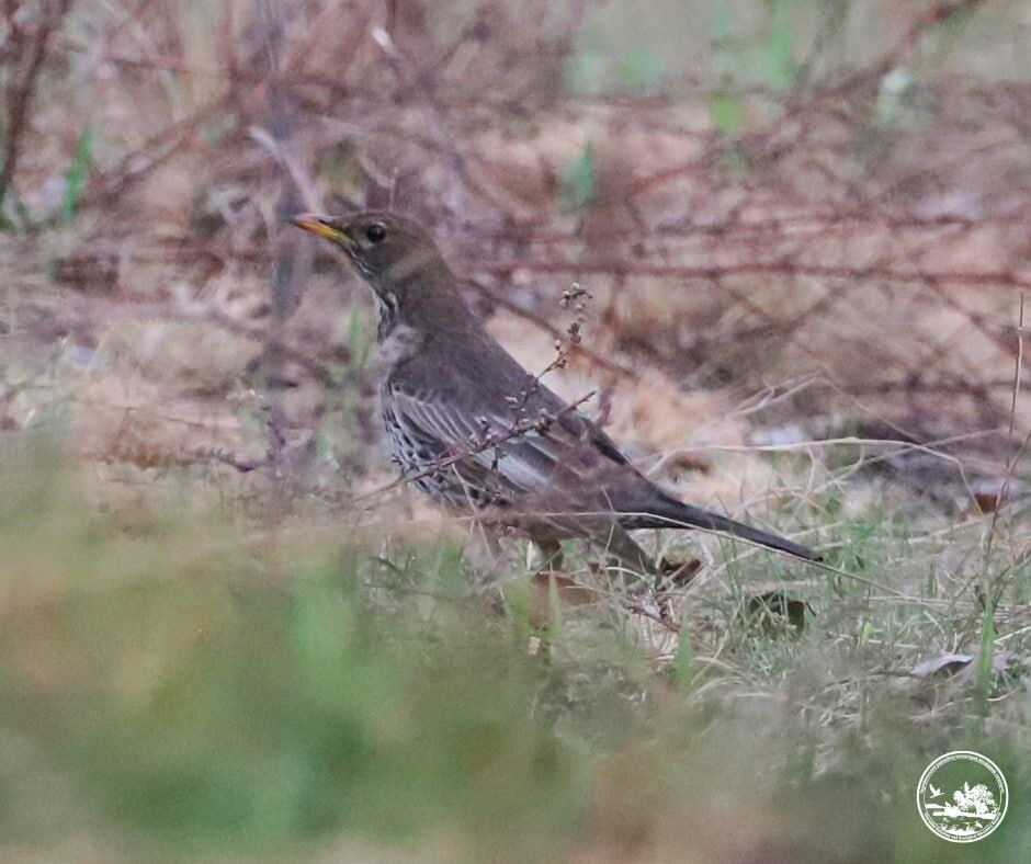 У Чорнобильській зоні вперше за 50 років помітили птаха з Карпатського регіону. Фото