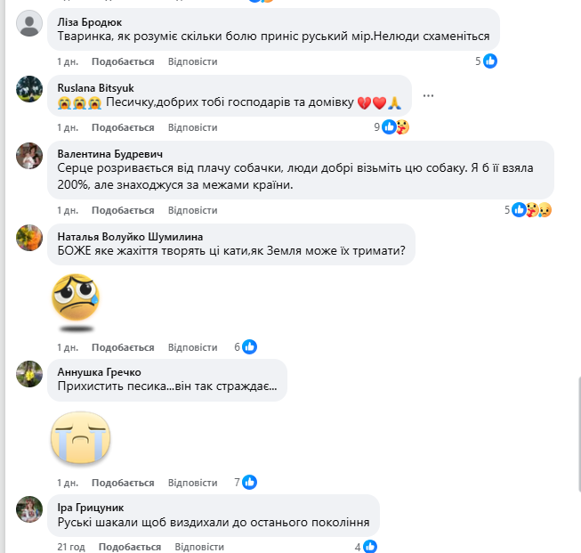 "Серце розривається": мережу вразили кадри з собакою, який плакав на руїнах знищеного Росією будинку. Фото і відео