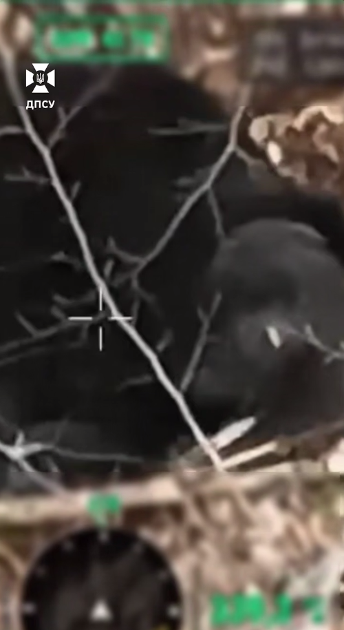 Український дрон відволік ведмедя від "сієсти" поблизу кордону з Румунією. Відео