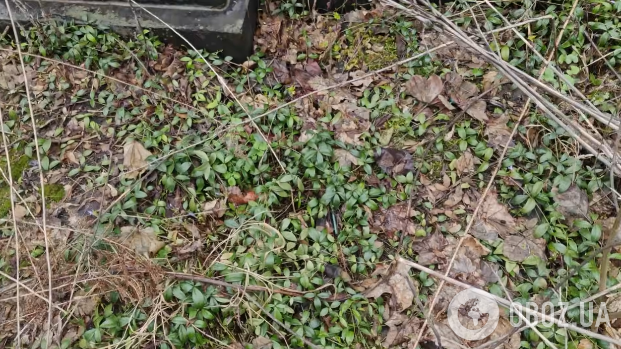 У мережі показали плачевний стан могил народних артистів і видатних українців: поросли мохом і майже канули в небуття. Фото