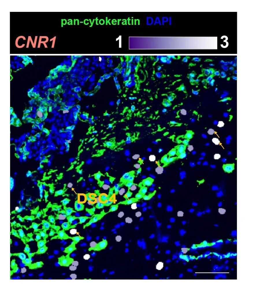 Є лише у вагітних: вчені виявили новий тип клітин