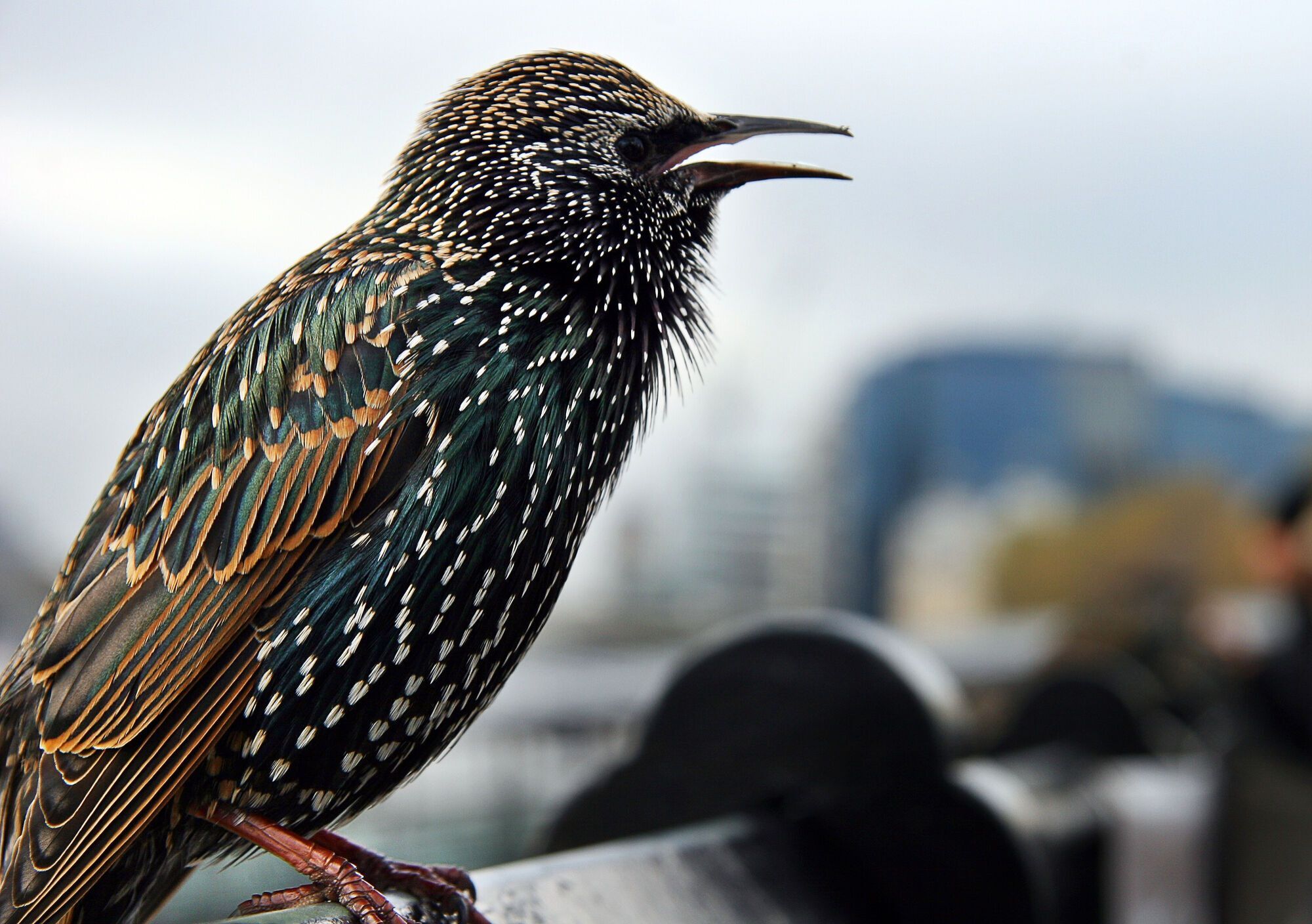 Як назвати "скворєшнік" українською: переклад часто забувають