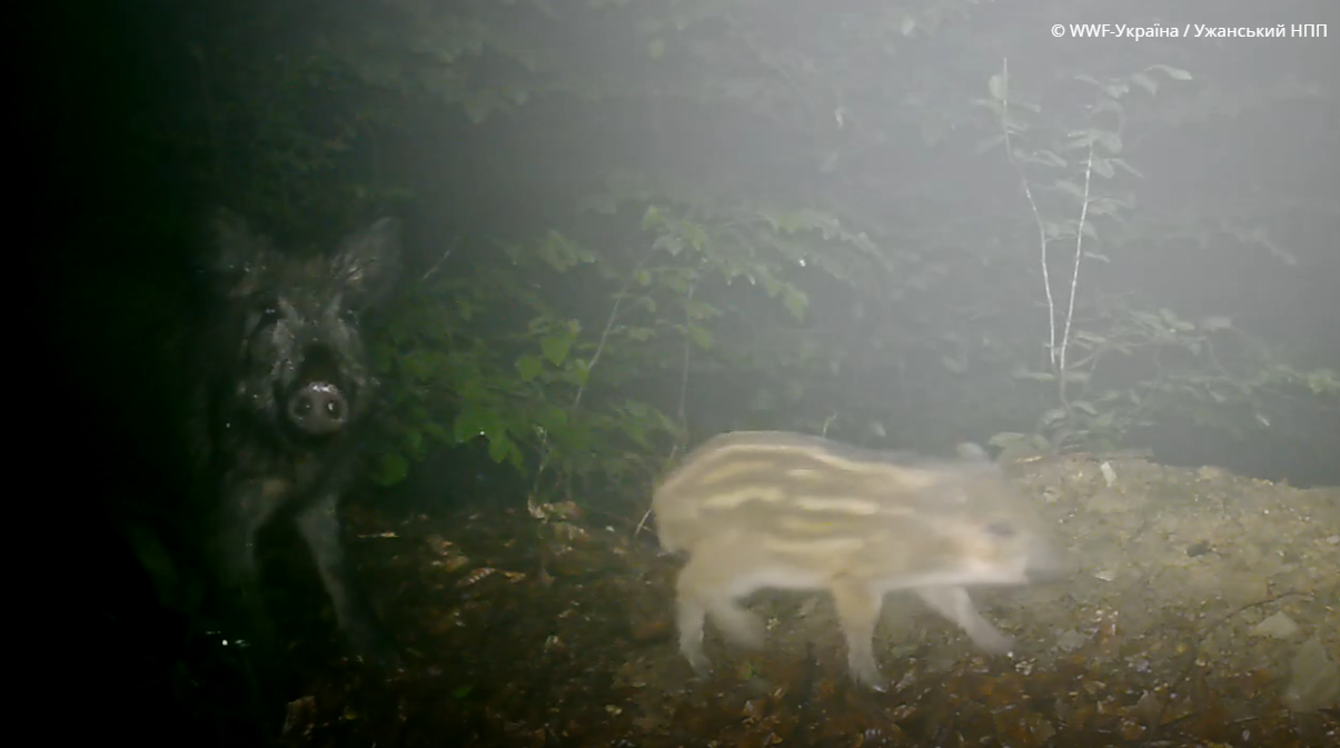 "Полосатое пополнение": в Карпатах удалось снять целую семью диких кабанов. Фото и видео