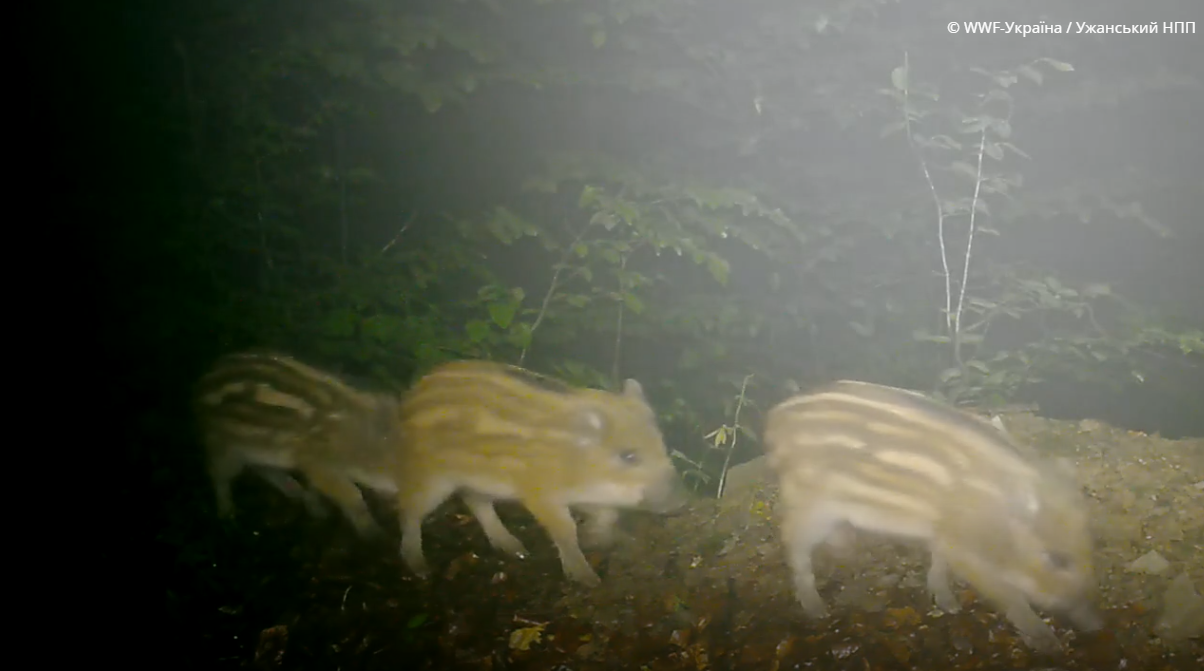 "Полосатое пополнение": в Карпатах удалось снять целую семью диких кабанов. Фото и видео