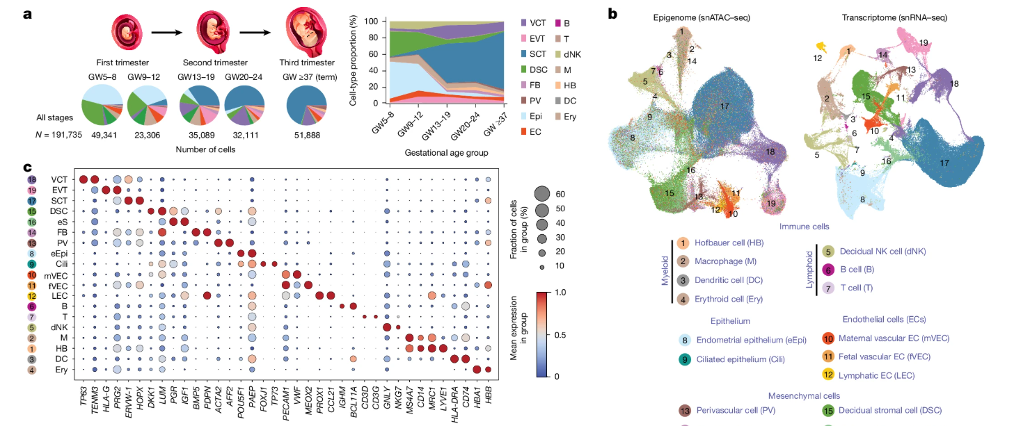 Є лише у вагітних: вчені виявили новий тип клітин