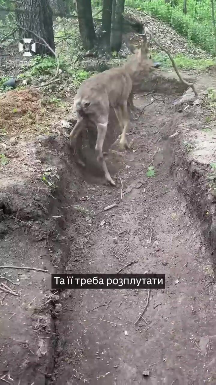 Українські прикордонники врятували косулю, яка заплуталася в антидроновій сітці. Відео