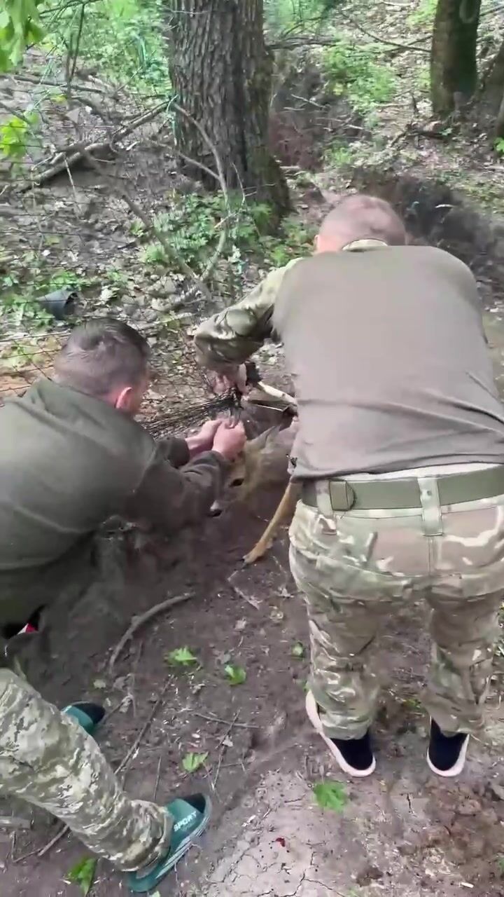 Українські прикордонники врятували косулю, яка заплуталася в антидроновій сітці. Відео
