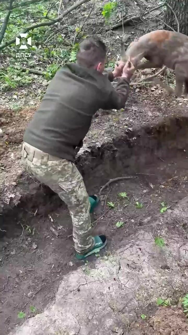 Українські прикордонники врятували косулю, яка заплуталася в антидроновій сітці. Відео