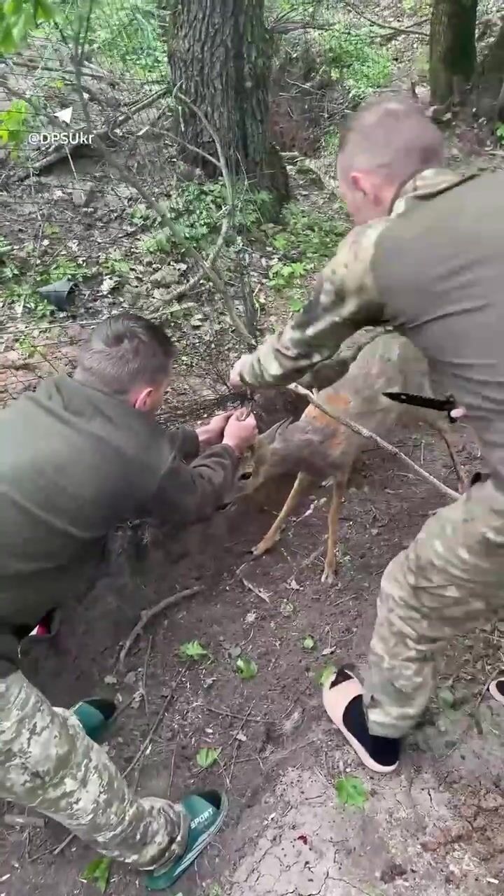 Українські прикордонники врятували косулю, яка заплуталася в антидроновій сітці. Відео