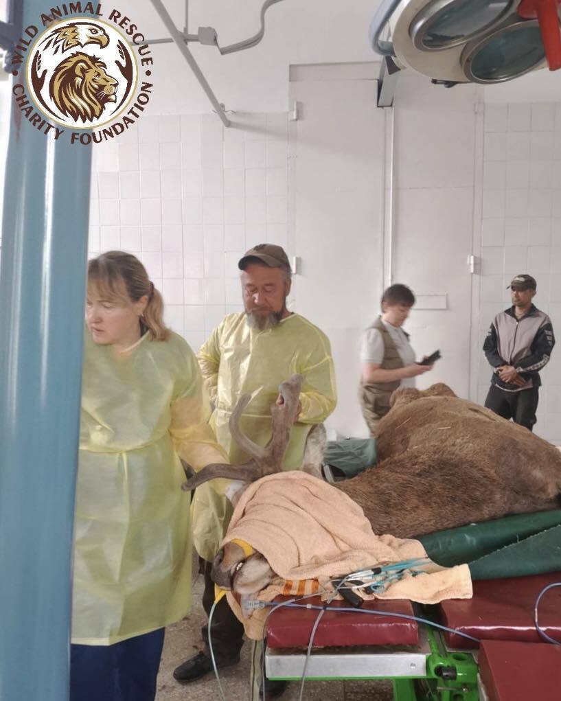 "Пішли на ризик заради порятунку життя": знаменитому оленю Борису видалили ріг. Фото