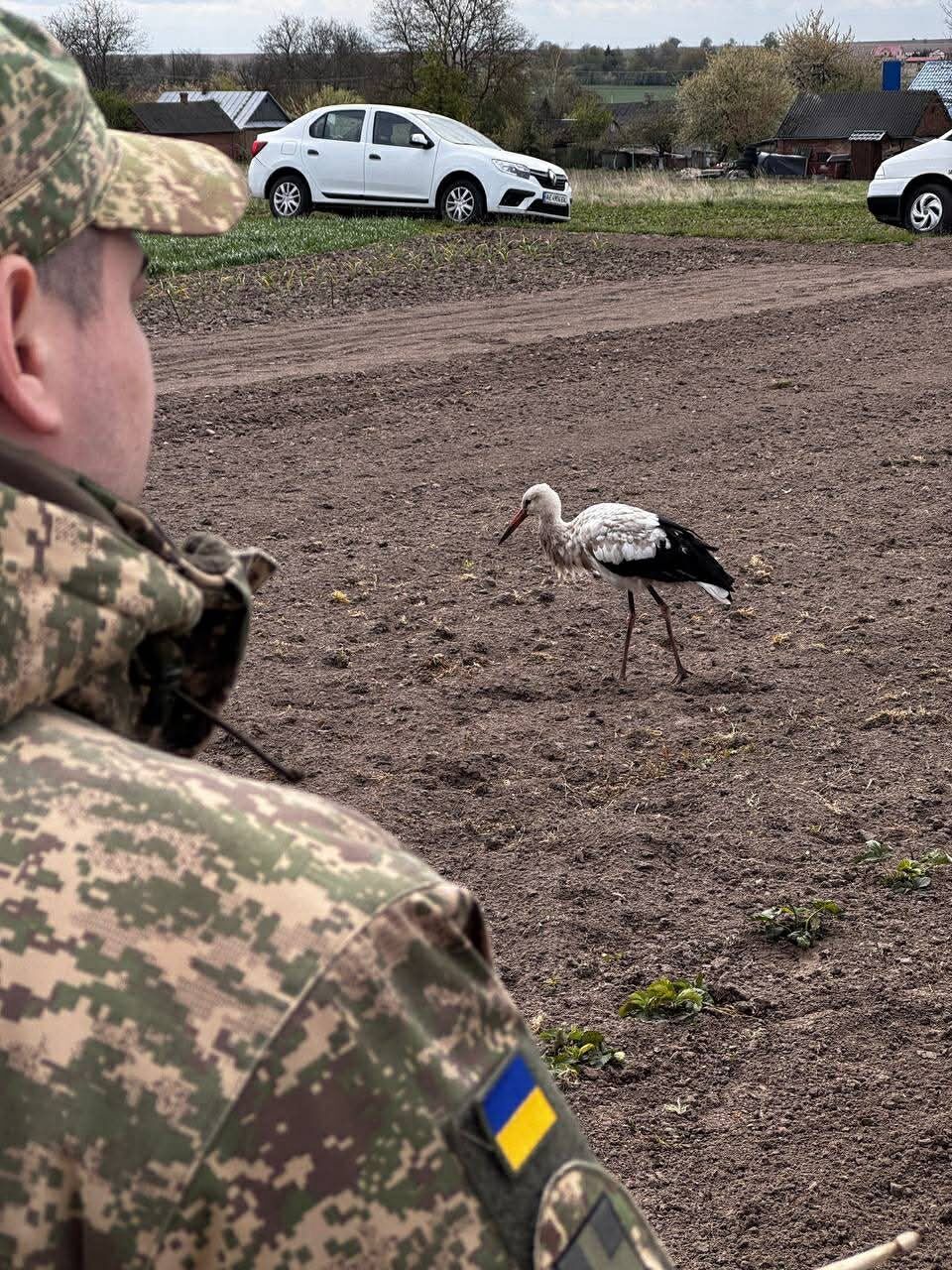 Зворушливо до сліз: на Волині лелека прилетів на похорон Героя. Відео
