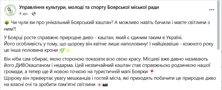 На Киевщине растет уникальный каштан: каждый год цветет только полдерева. Фото