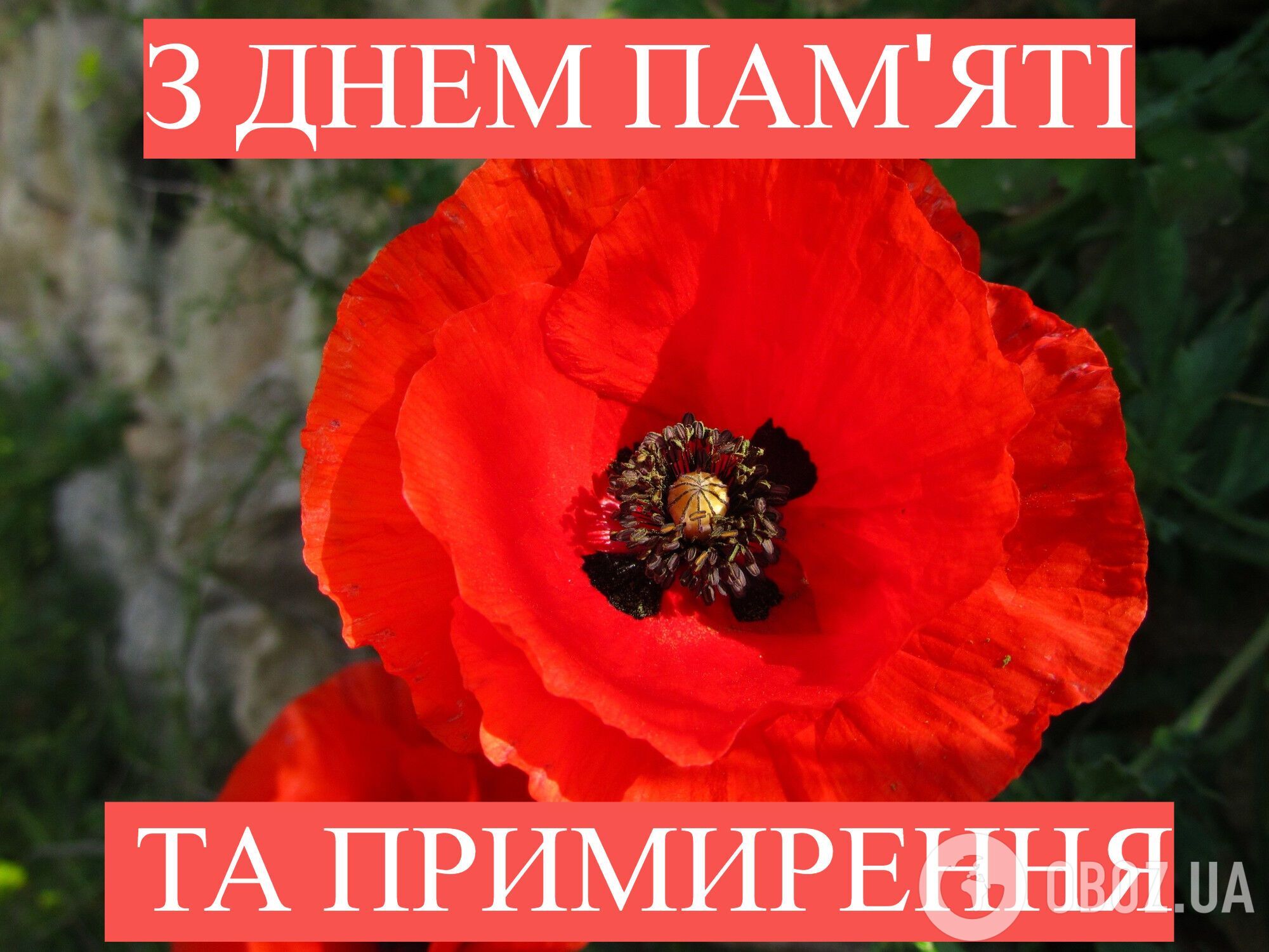 "Борітеся – поборете!" Гарні слова і листівки до Дня памʼяті та перемоги